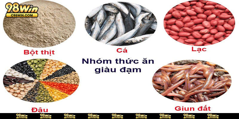 Thức ăn chính cho chiến kê