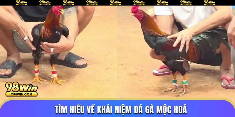 Tìm hiểu về khái niệm đá gà mộc hoá